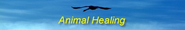 Animal Healing